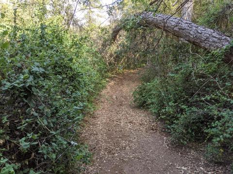 17966 Hale Rd, Volcano, CA 95689 photo 20