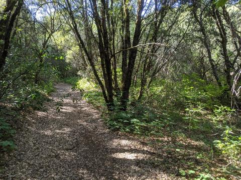 17966 Hale Rd, Volcano, CA 95689 photo 11