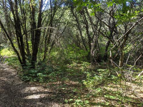 17966 Hale Rd, Volcano, CA 95689 photo 10