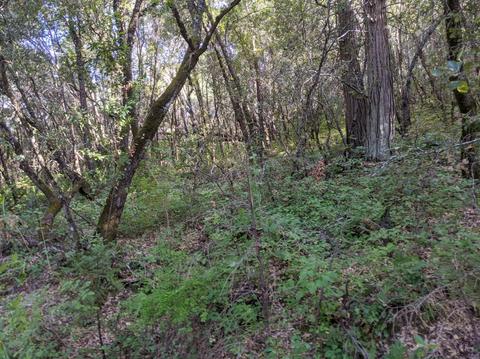 17966 Hale Rd, Volcano, CA 95689 photo 23
