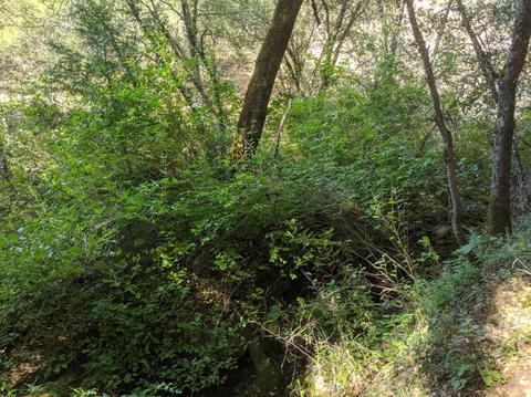 17966 Hale Rd, Volcano, CA 95689 photo 13