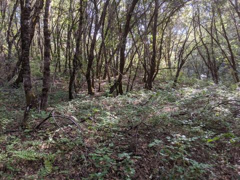 17966 Hale Rd, Volcano, CA 95689 photo 19