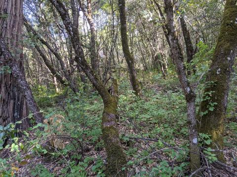 17966 Hale Rd, Volcano, CA 95689 photo 22