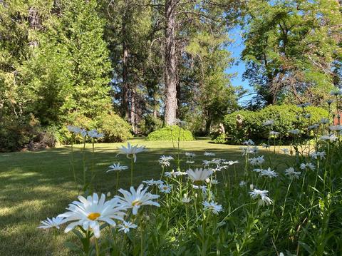 22521 Shake Ridge Rd, Volcano, CA 95689 photo 3