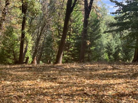 13638 Meadows End, Grass Valley, CA 95945 photo 3