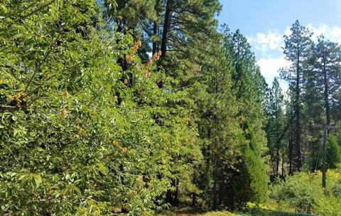 147 Empire St, Grass Valley, CA 95945 photo 56