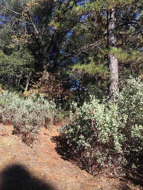 19435 Ridge Rd, Pine Grove, CA 95665 photo 6