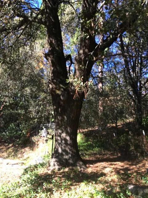 19435 Ridge Rd, Pine Grove, CA 95665 photo 9