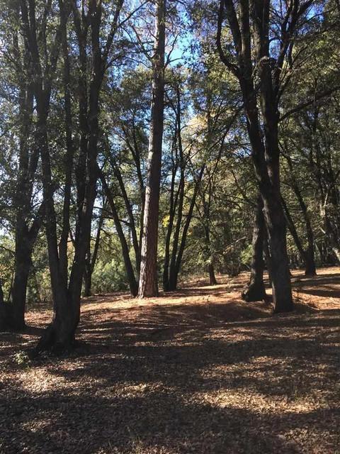 19435 Ridge Rd, Pine Grove, CA 95665 photo 4