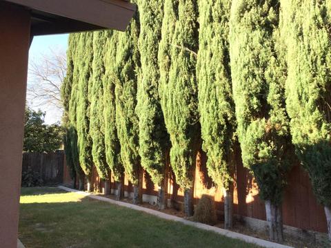 2113 Rose Ave, Modesto, CA 95355 photo 20