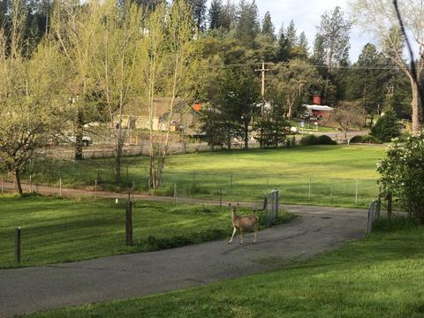 18031 Applegate Rd, Applegate, CA 95703 photo 3