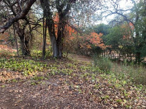 4220 Via Del Roble, Red Bluff, CA 96080 photo 40