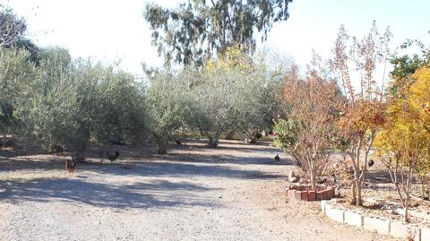 5489 Olive Rd, Corning, CA 96021 photo 24