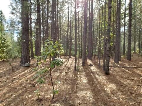 13076 Summer Thyme Ct, Grass Valley, CA 95945 photo 16