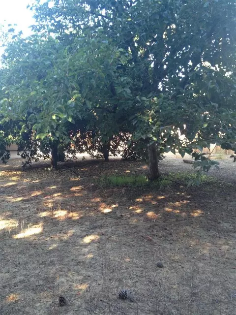 2220 Belle St, Live Oak, CA 95953 photo 17