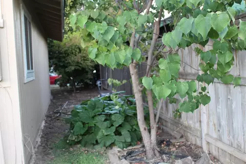 957 Virginia St, Gridley, CA 95948 photo 14