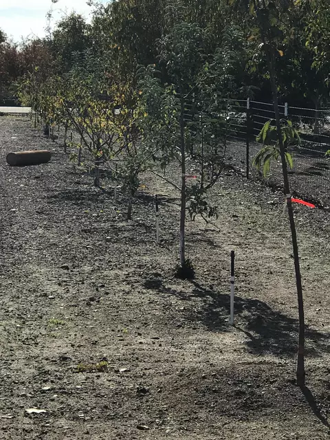 8867 S Butte Rd, Sutter, CA 95982 photo 34
