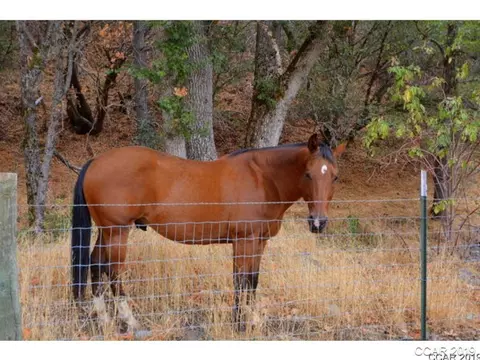 2800 Sheep Ranch Rd, Murphys, CA 95247 photo 9
