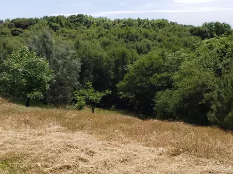 15732 Butte Mountain Rd, Jackson, CA 95642 photo 18