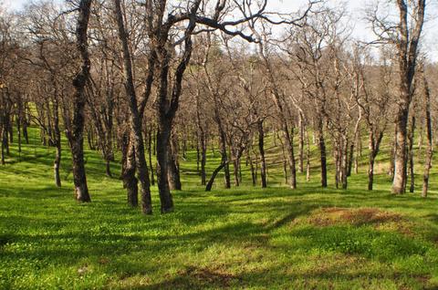 14645 Lone Oak Rd, Red Bluff, CA 96080 photo 8