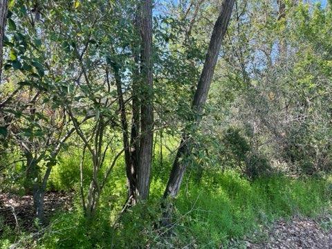 3017 Garfield Ave, Carmichael, CA 95608 photo 5