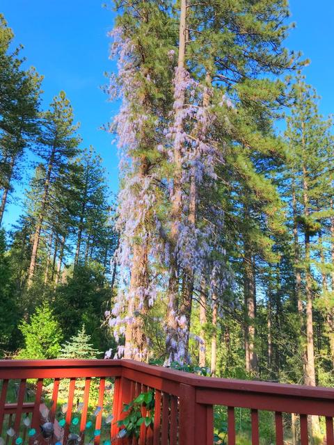 25100 Bear Hill Rd, Volcano, CA 95689 photo 39