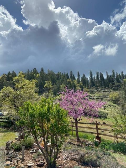 24401 Shake Ridge Rd, Volcano, CA 95689 photo 68