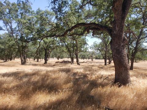 12609 Pattison Rd, Burson, CA 95225 photo 9
