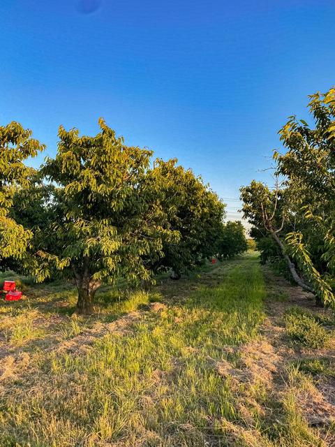 12971 E Kettleman Ln, Lodi, CA 95240 photo 34