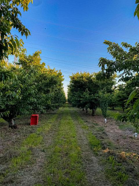12971 E Kettleman Ln, Lodi, CA 95240 photo 33