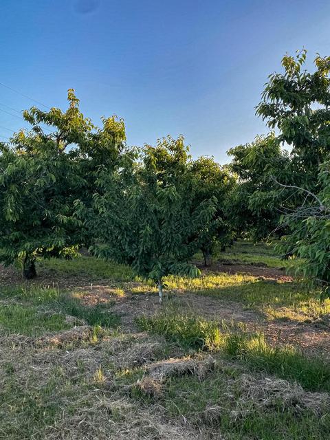 12971 E Kettleman Ln, Lodi, CA 95240 photo 28
