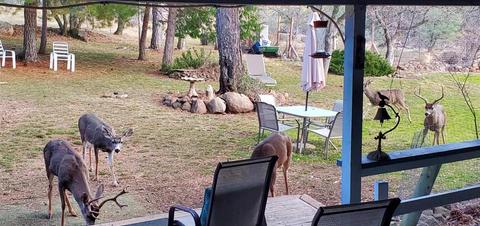 19701 Buckeye Dr, Volcano, CA 95689 photo 5