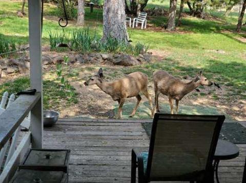 19701 Buckeye Dr, Volcano, CA 95689 photo 9