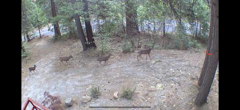 517 Arnold Byway, Arnold, CA 95223 photo 23
