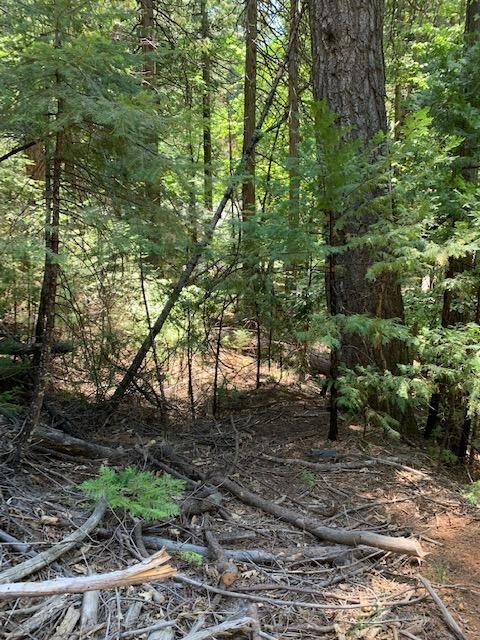 17059 E Brookside Dr, Sonora, CA 95370 photo 19