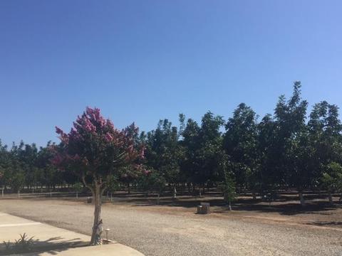 5888 E Harney Ln, Lodi, CA 95240 photo 9