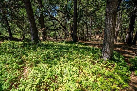 3028 Ridge Rd, Glencoe, CA 95232 photo 84