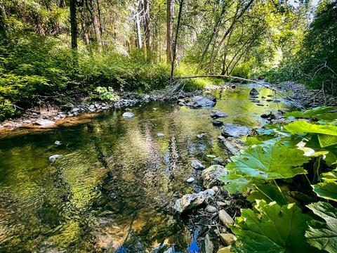 4517 Lynn Blvd, West Point, CA 95255 photo 3