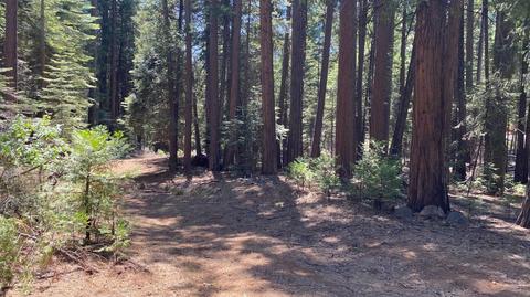 20481 E Pine Dr, Pioneer, CA 95666 photo 14
