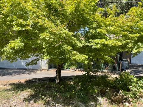 12 N Foresthill St, Colfax, CA 95713 photo 56
