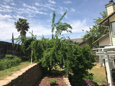3752 Elk River Ct, Antelope, CA 95843 photo 31