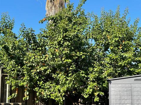 3752 Elk River Ct, Antelope, CA 95843 photo 37