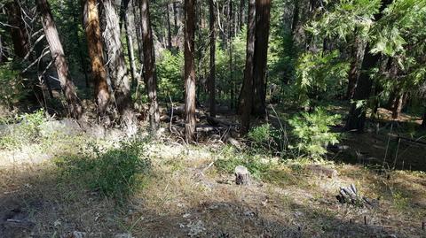 181 Forest Meadows Dr, Murphys, CA 95247 photo 1