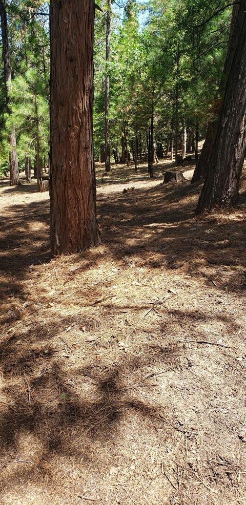 181 Forest Meadows Dr, Murphys, CA 95247 photo 2