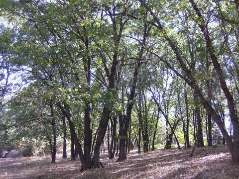 16852 Alexandra Way, Grass Valley, CA 95949 photo 12