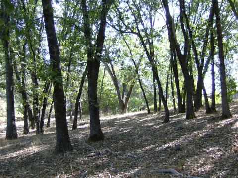 16852 Alexandra Way, Grass Valley, CA 95949 photo 8