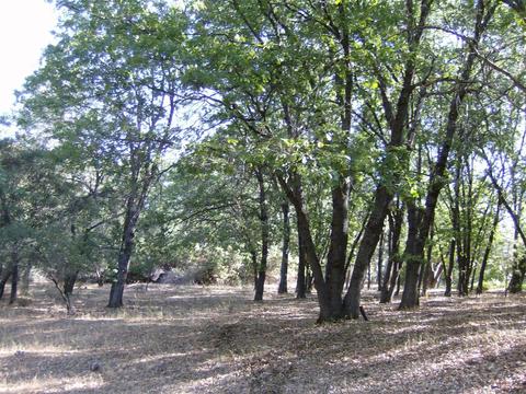 16852 Alexandra Way, Grass Valley, CA 95949 photo 2