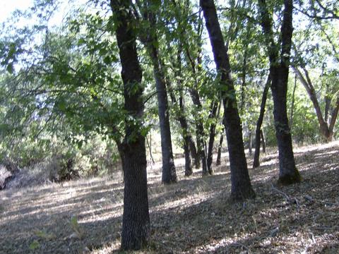 16852 Alexandra Way, Grass Valley, CA 95949 photo 6