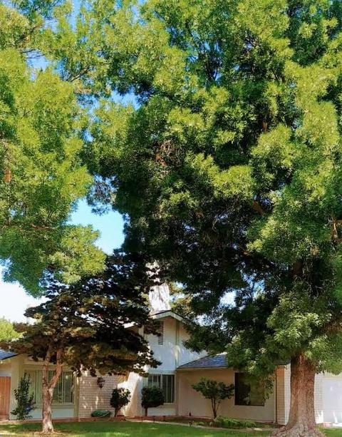 3605 Ganado Way, Modesto, CA 95356 photo 3