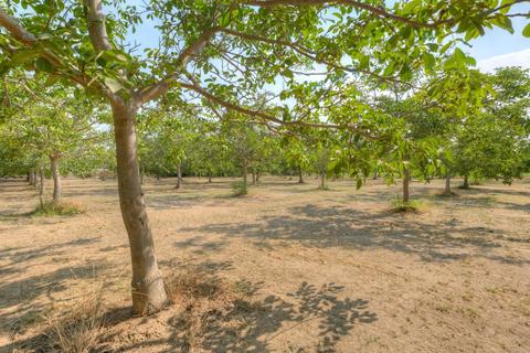 450 Sheldon Ave, Gridley, CA 95948 photo 55